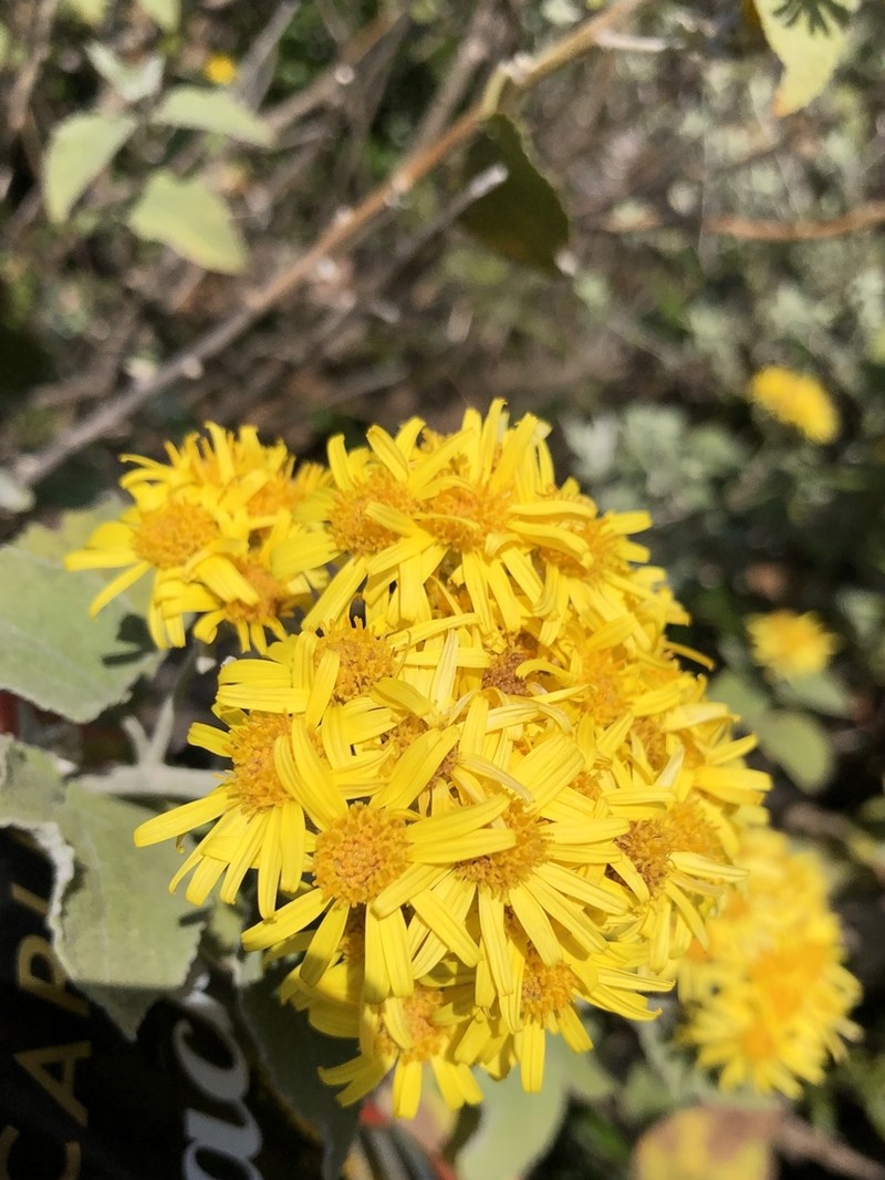 Anisopappus junodii photo 2
