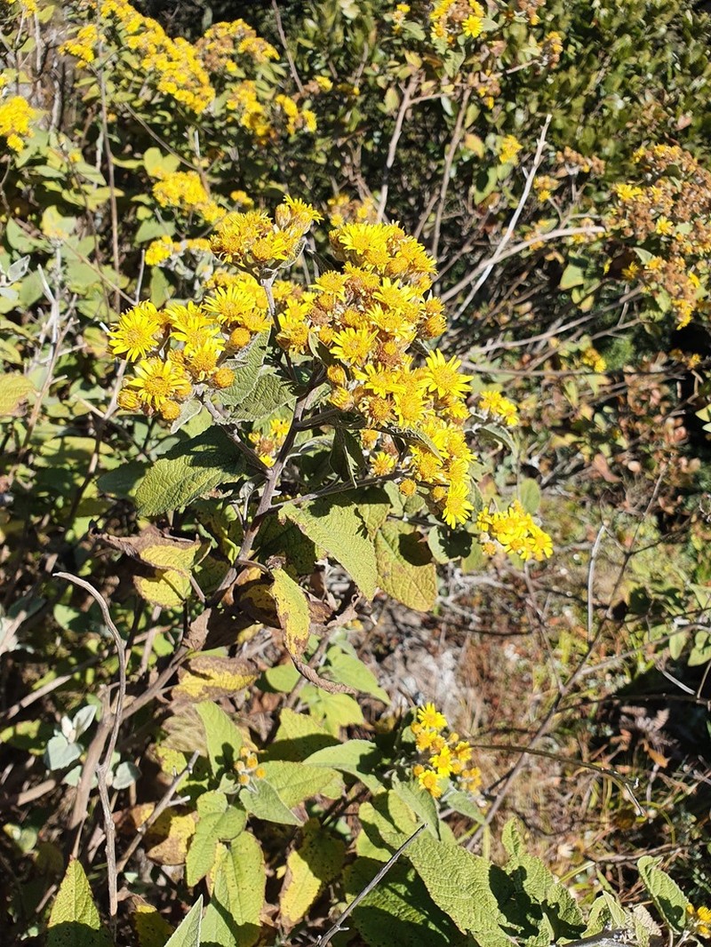 Anisopappus junodii photo 3