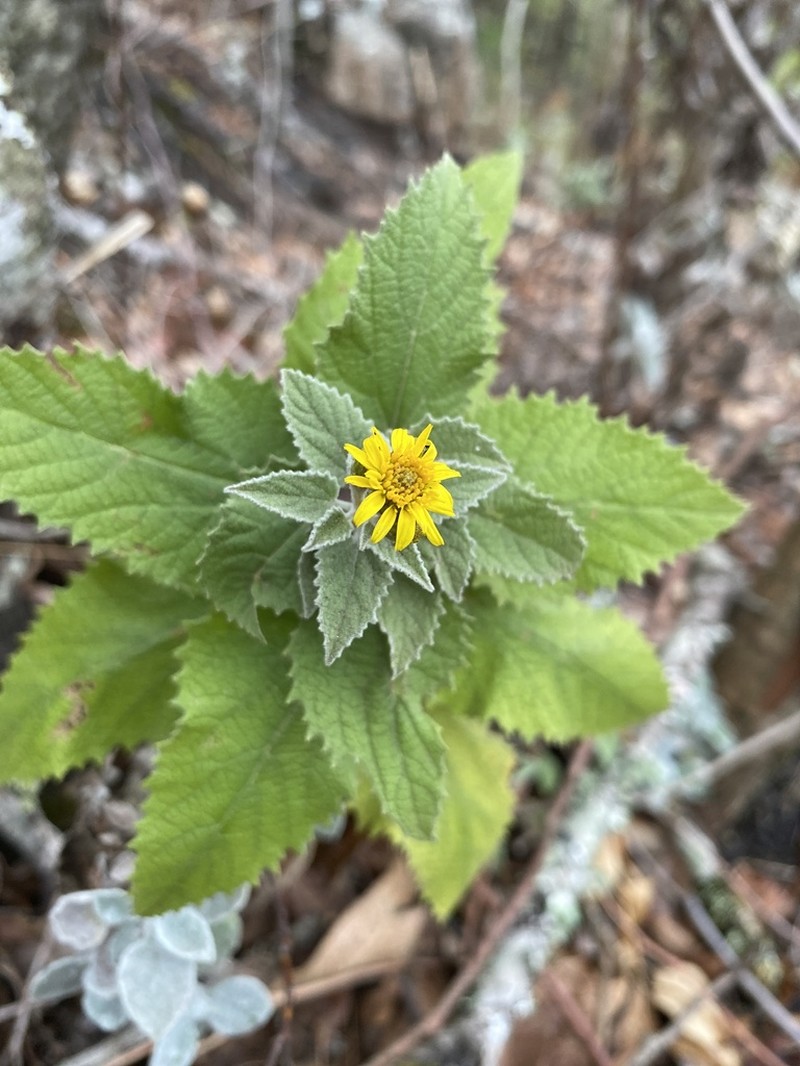 Anisopappus junodii photo 4