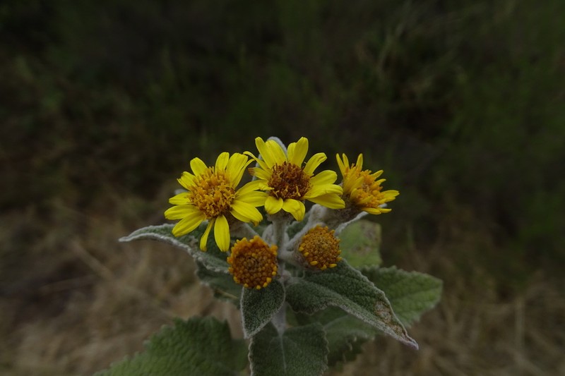 Anisopappus junodii photo 5
