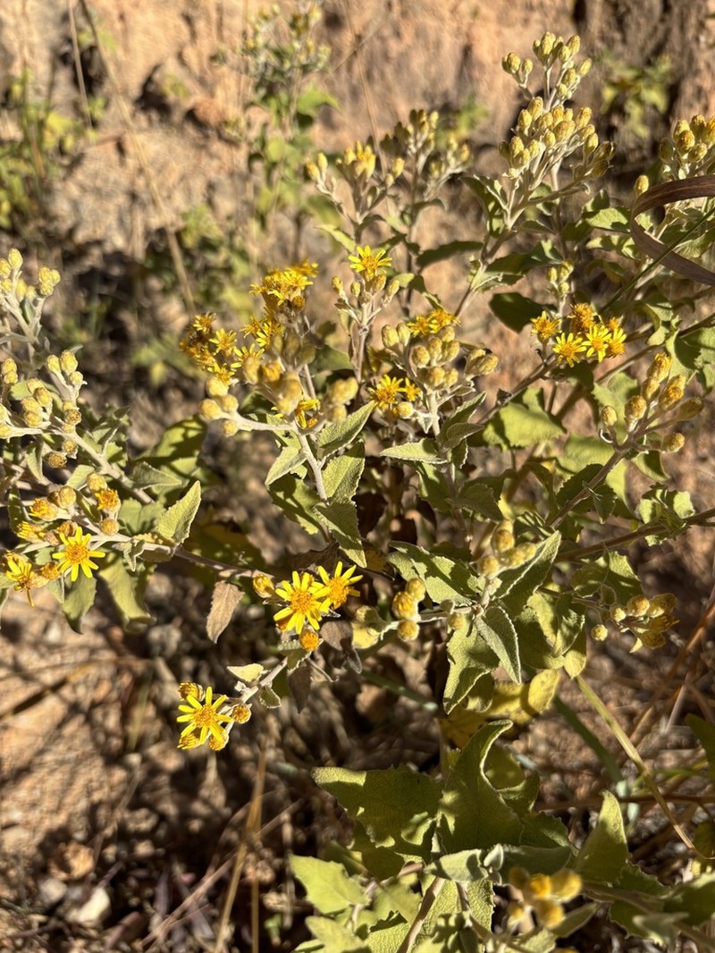 Anisopappus junodii photo 6