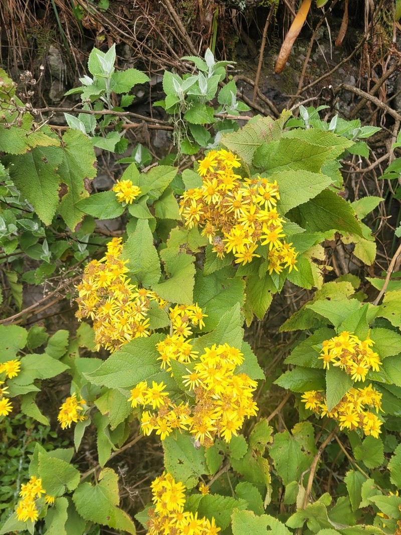 Anisopappus junodii photo 8
