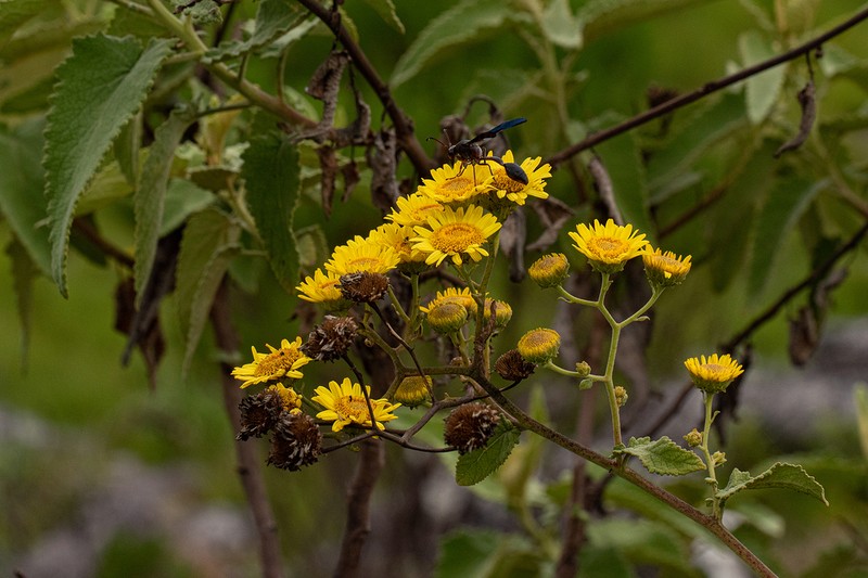 Anisopappus kirkii photo 2