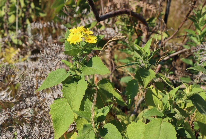 Anisopappus kirkii photo 3