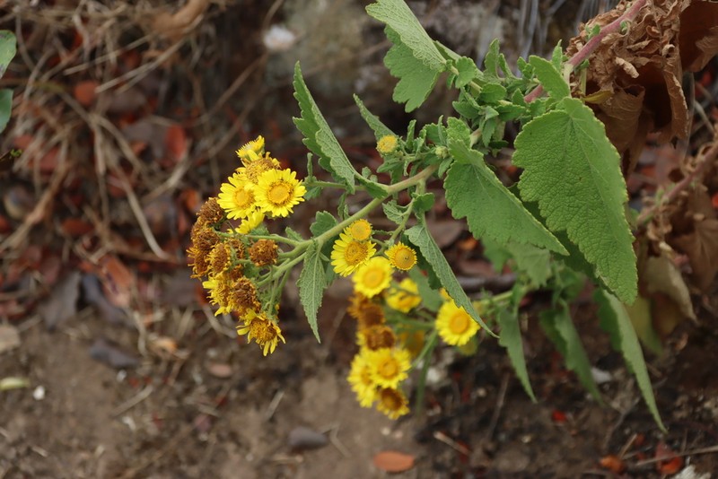 Anisopappus kirkii photo 4