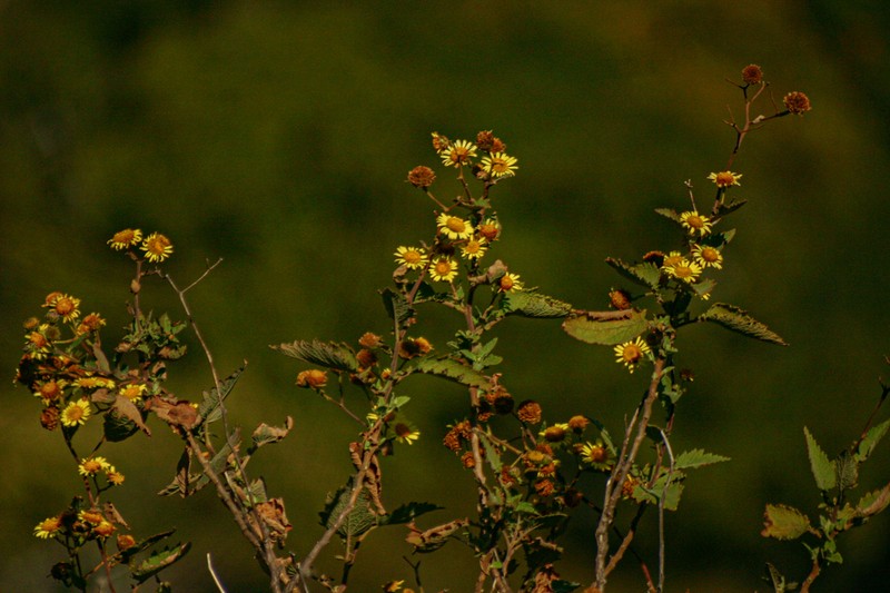 Anisopappus kirkii photo 5