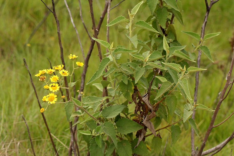 Anisopappus kirkii photo 6