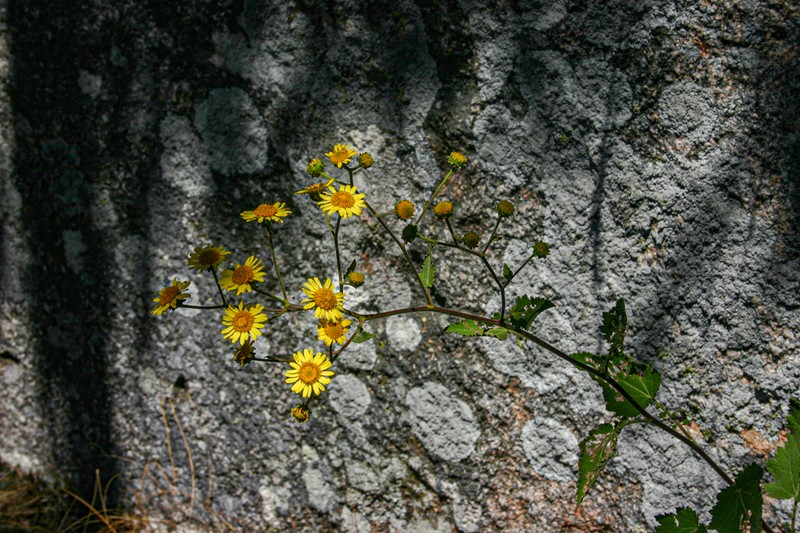 Anisopappus kirkii photo 8
