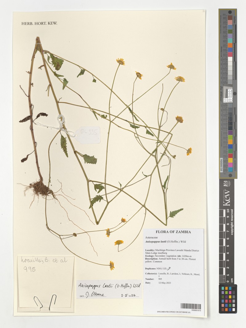 Anisopappus lastii