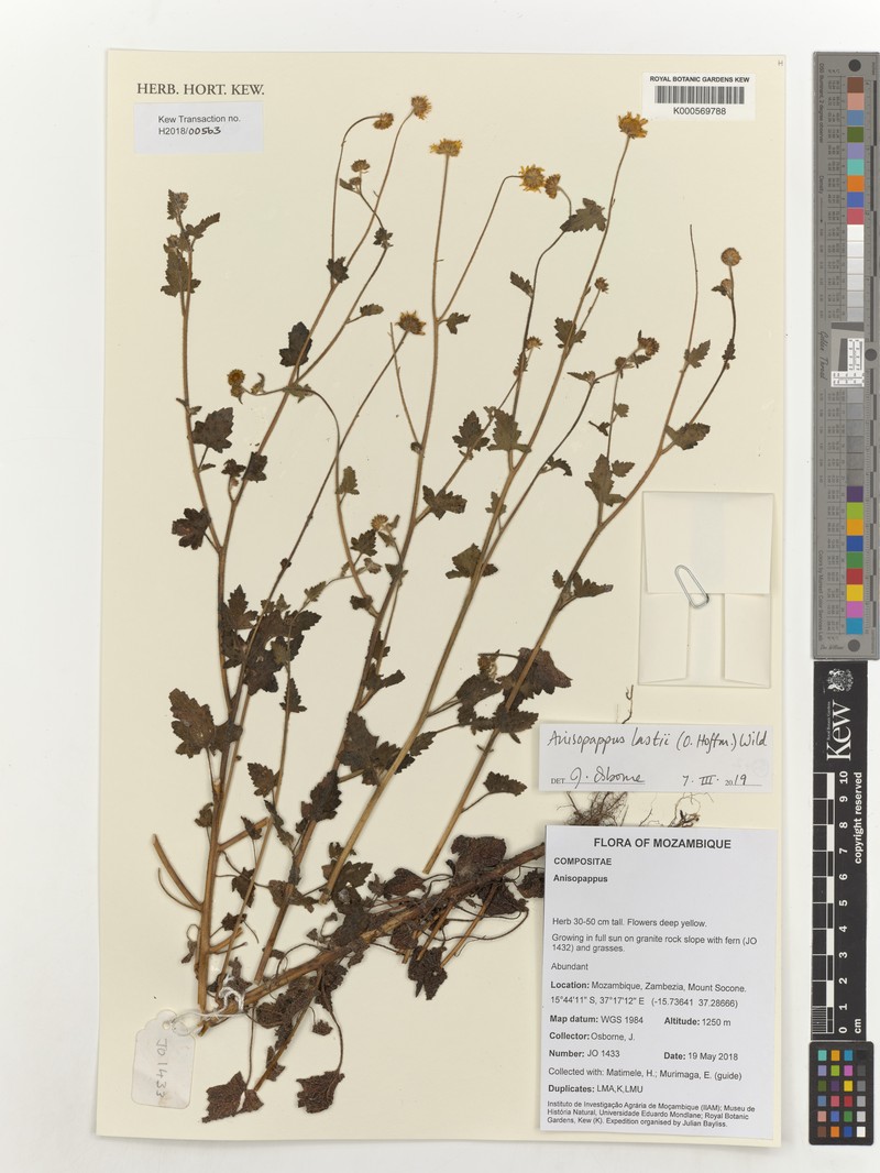 Anisopappus lastii photo 2