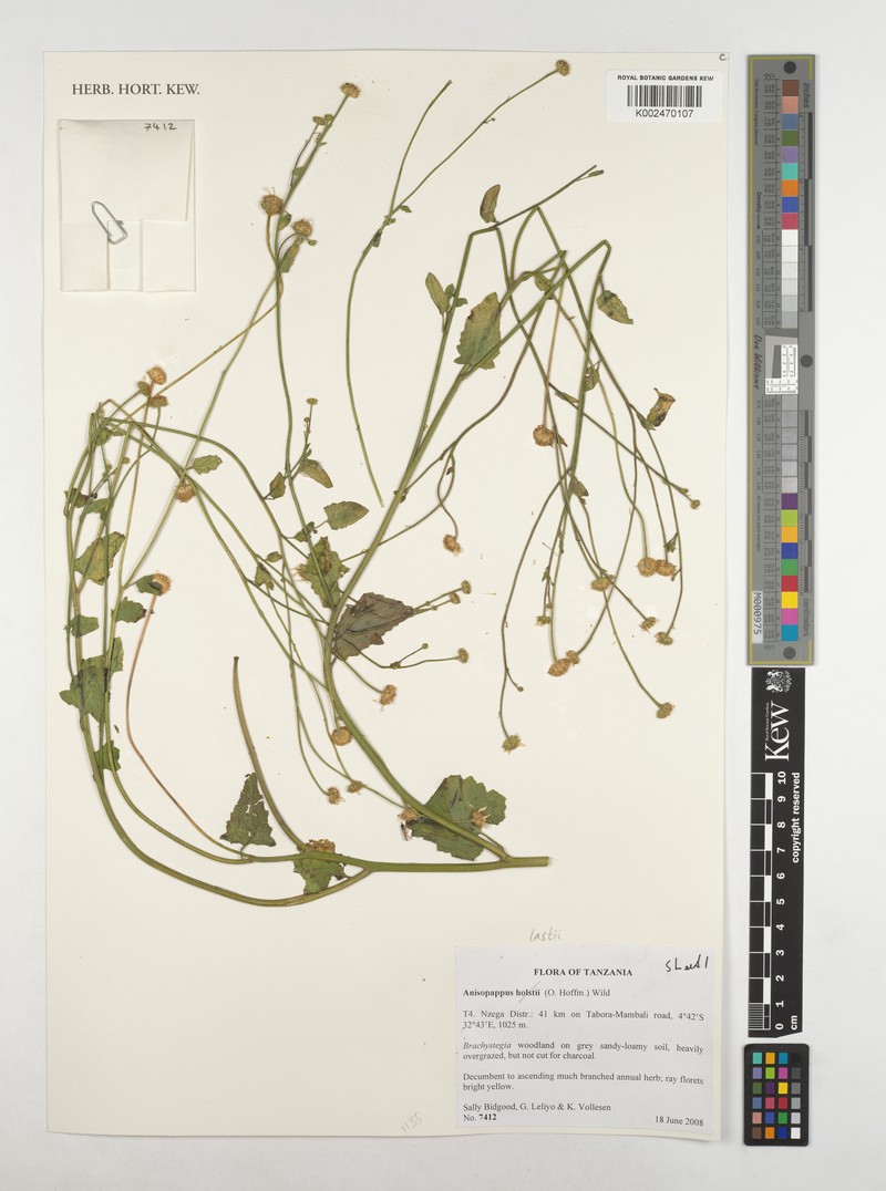 Anisopappus lastii photo 3