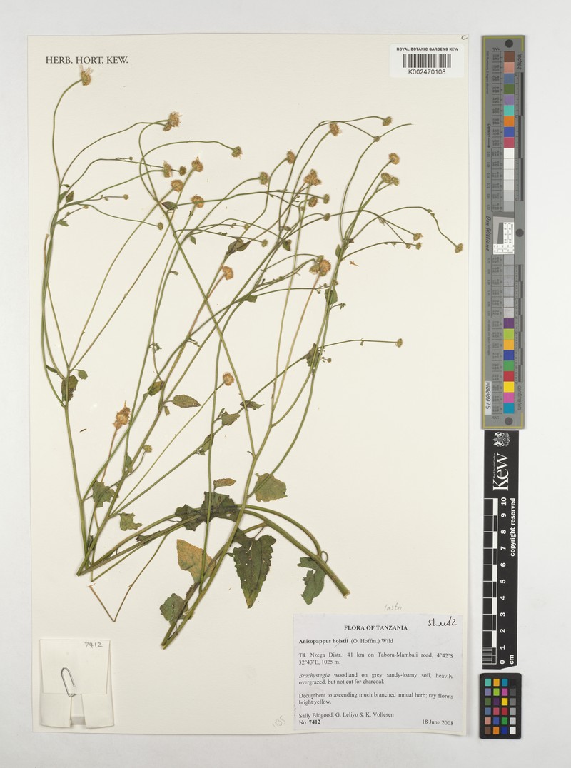 Anisopappus lastii photo 4