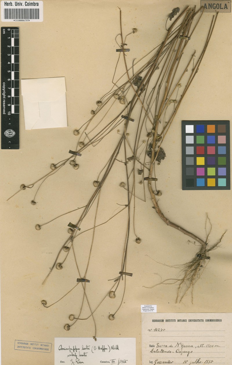 Anisopappus lastii subsp. lastii