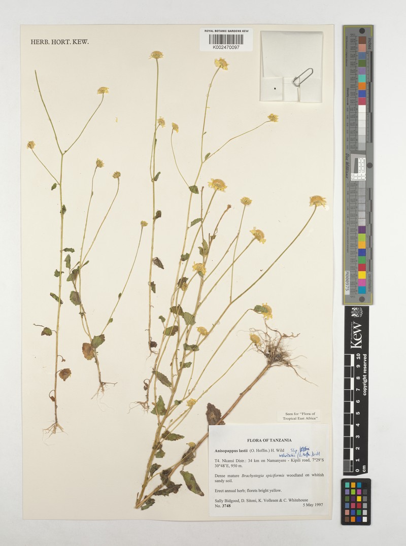 Anisopappus lastii subsp. welwitschii