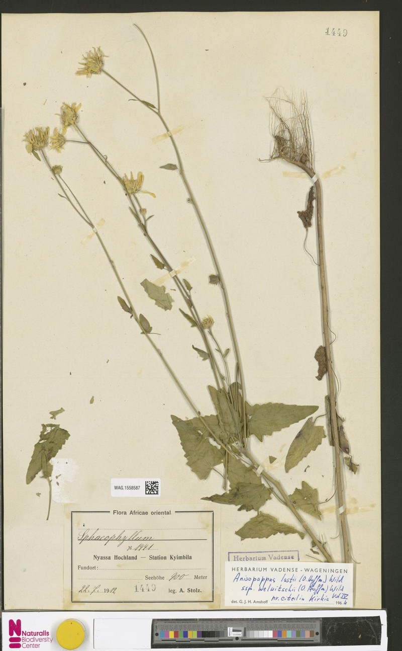 Anisopappus lastii subsp. welwitschii photo 2