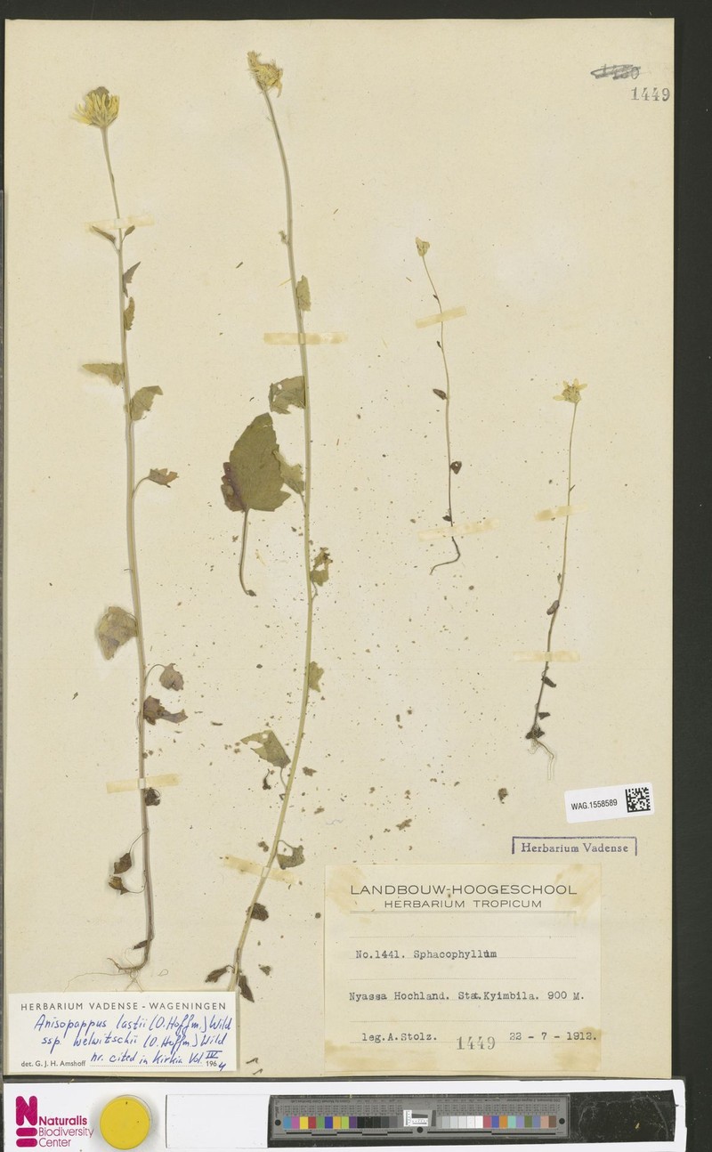 Anisopappus lastii subsp. welwitschii photo 3