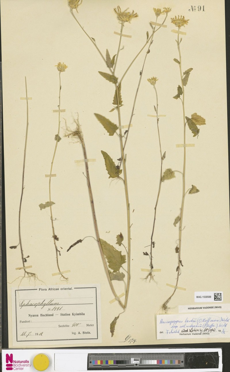 Anisopappus lastii subsp. welwitschii photo 4