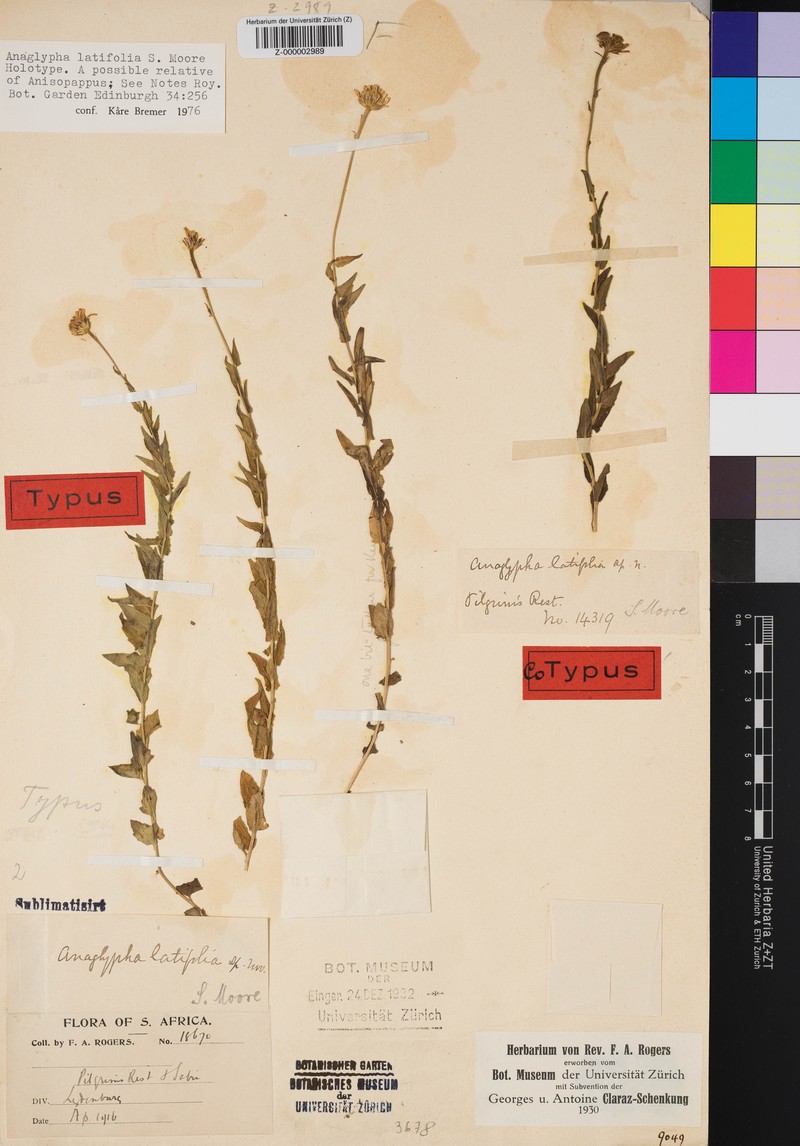 Anisopappus latifolius photo 2