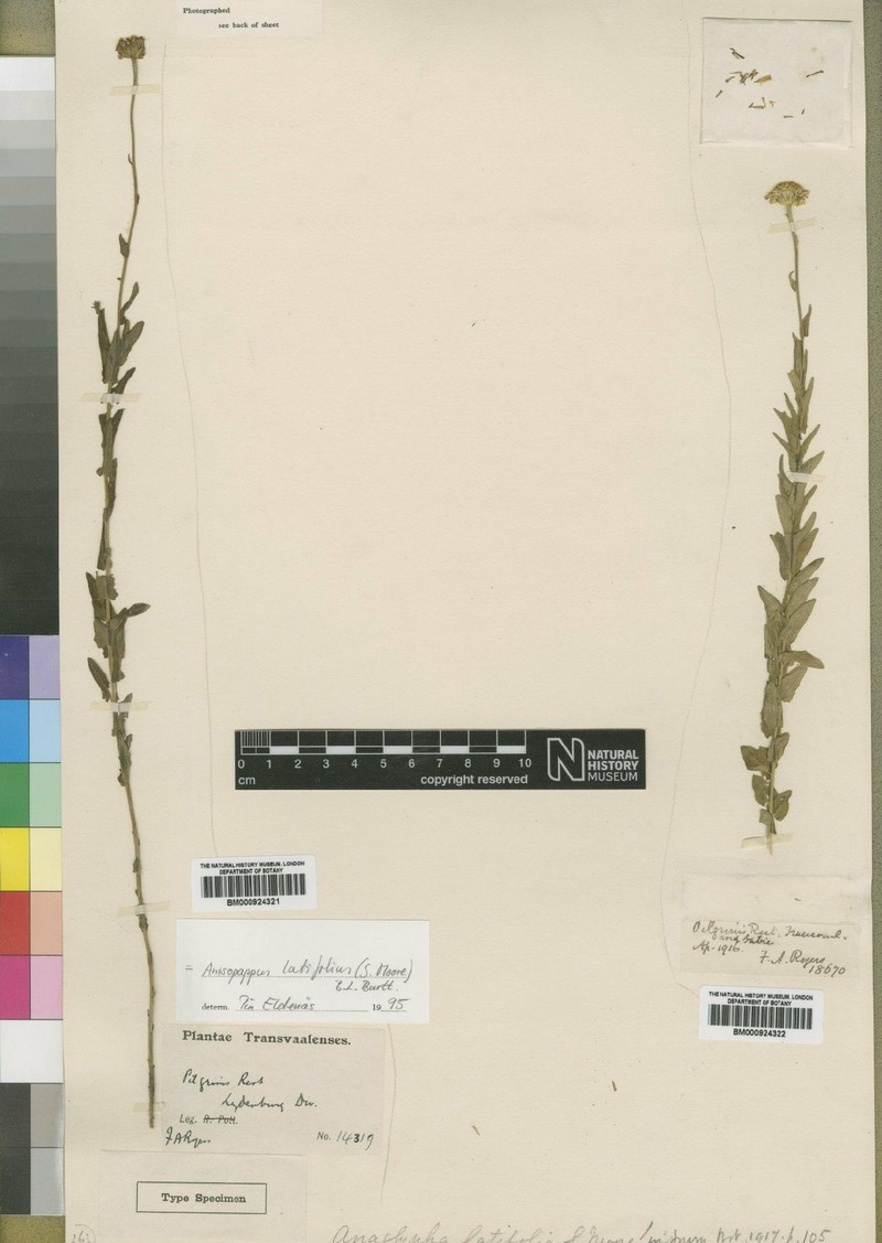 Anisopappus latifolius photo 3