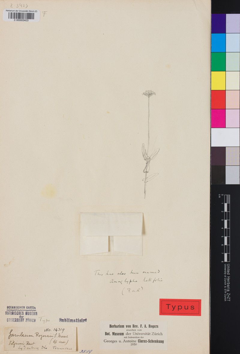 Anisopappus latifolius photo 4
