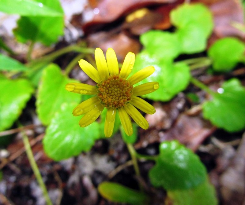 Anisopappus longipes