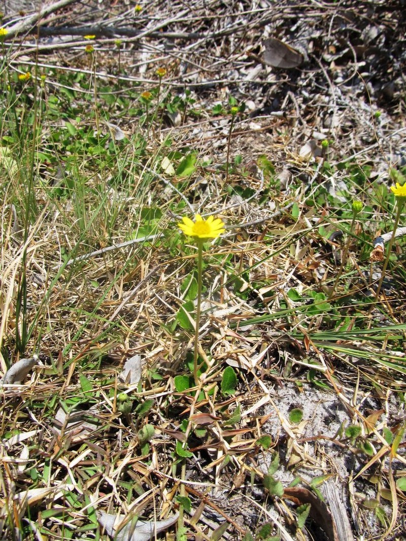 Anisopappus longipes photo 2