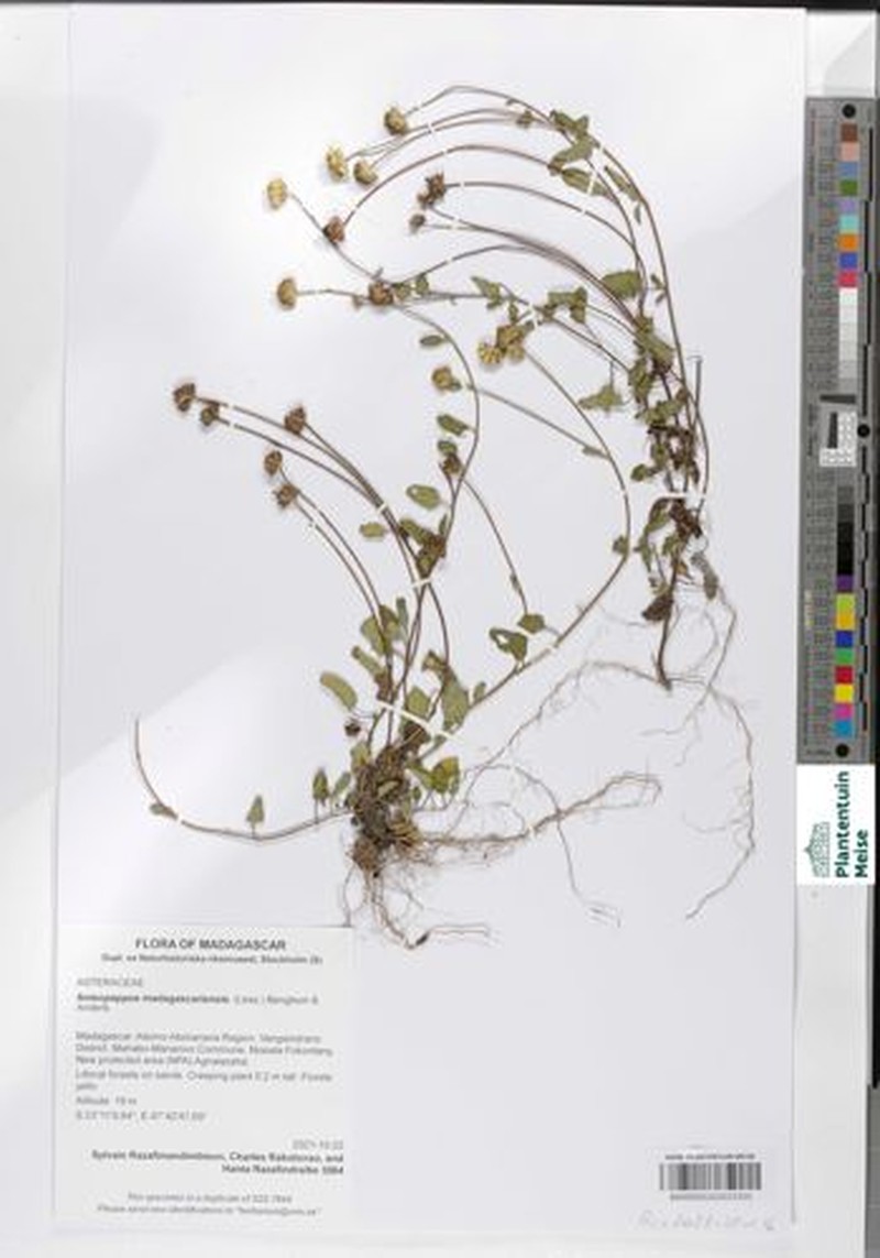 Anisopappus madagascariensis