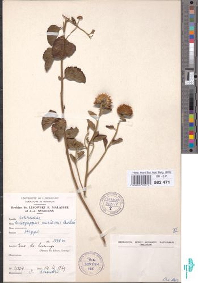 Anisopappus marianus