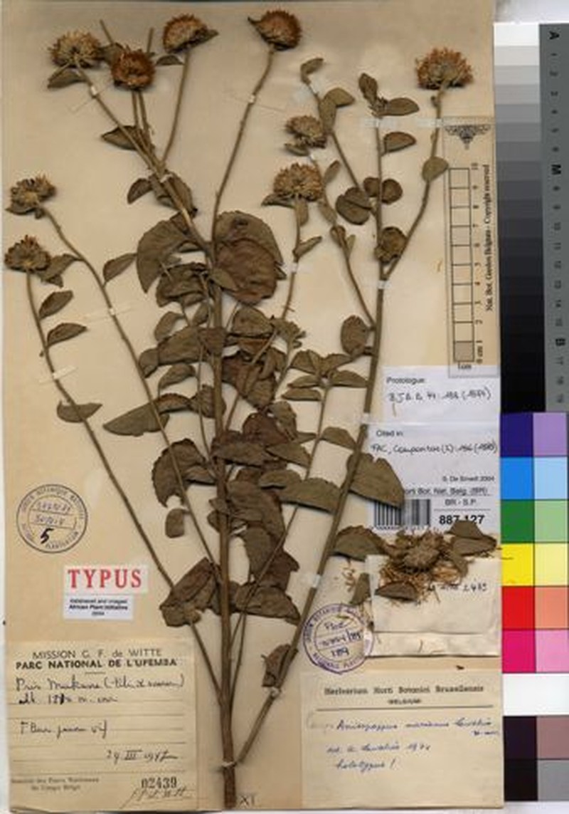 Anisopappus marianus photo 2