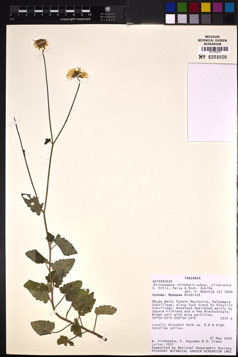 Anisopappus oliverianus photo 2