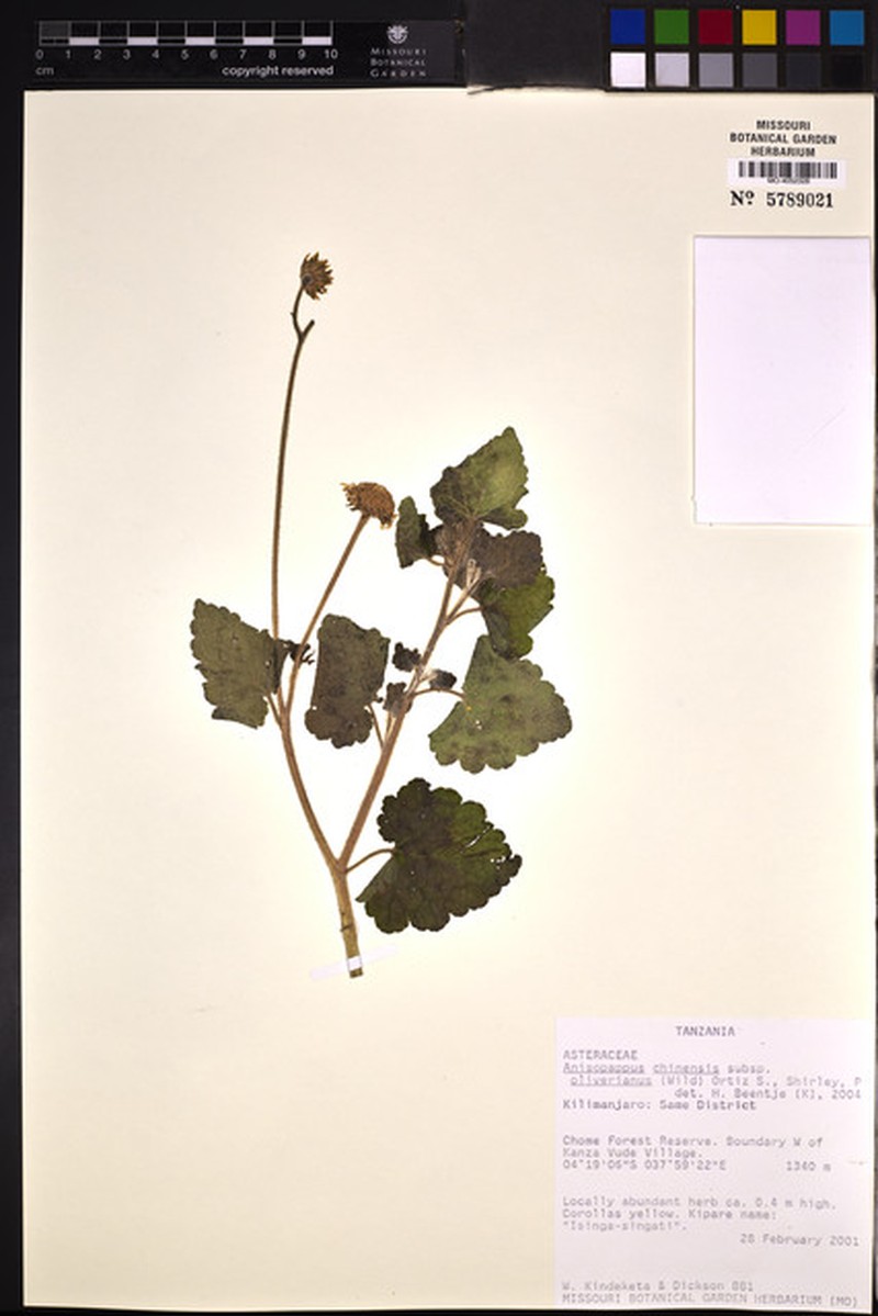 Anisopappus oliverianus photo 3