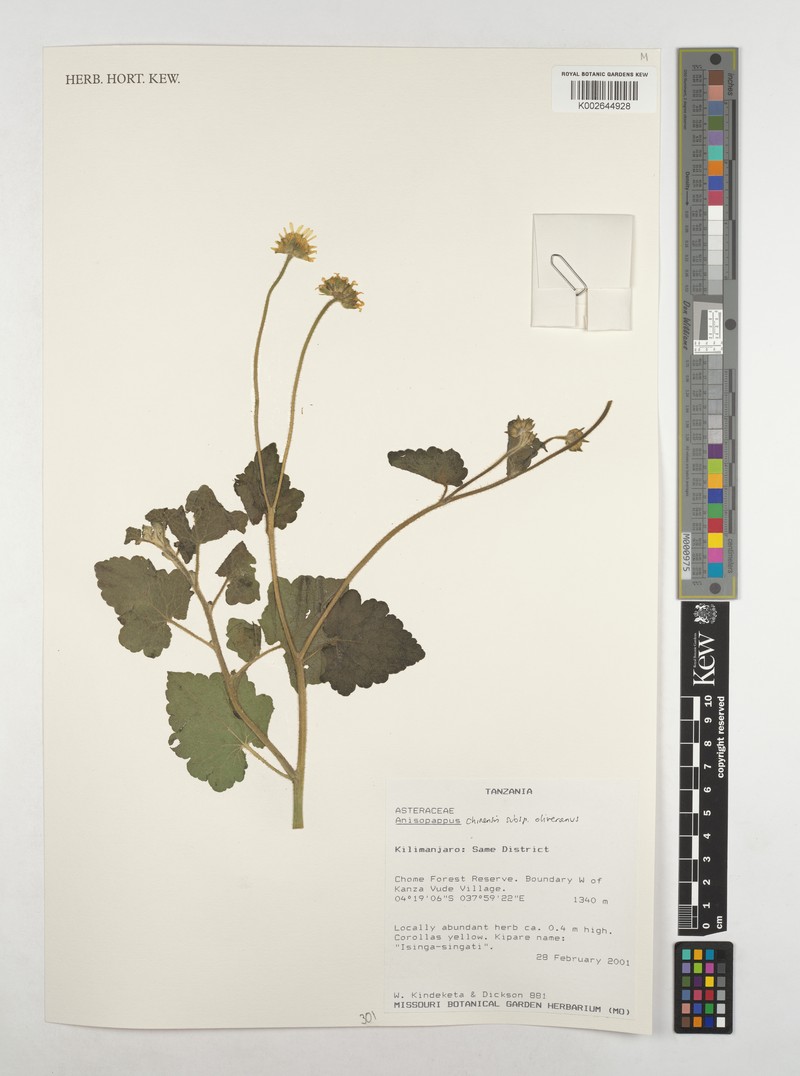 Anisopappus oliverianus photo 4