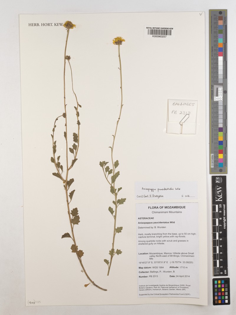Anisopappus paucidentatus photo 4
