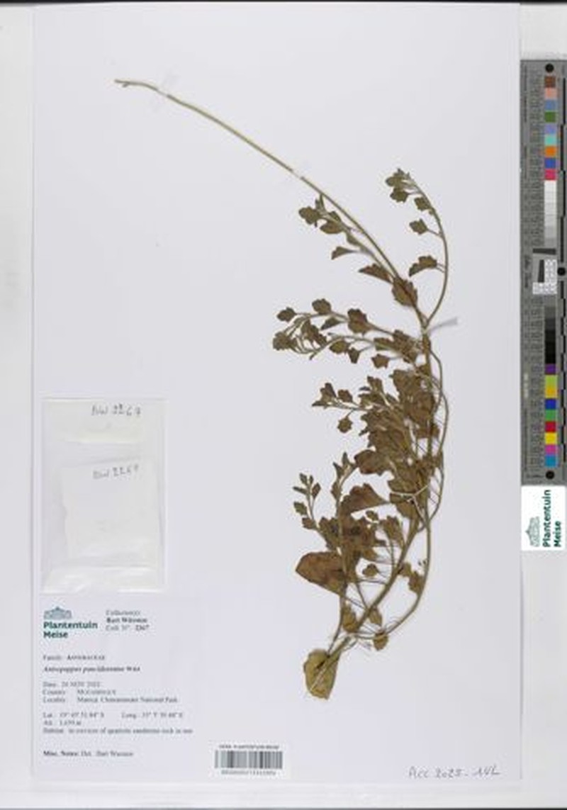 Anisopappus paucidentatus
