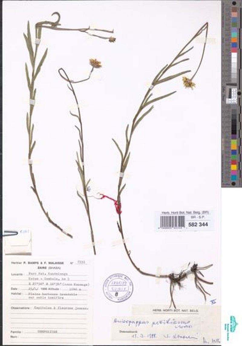 Anisopappus petitianus