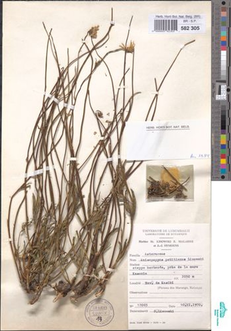 Anisopappus petitianus photo 2