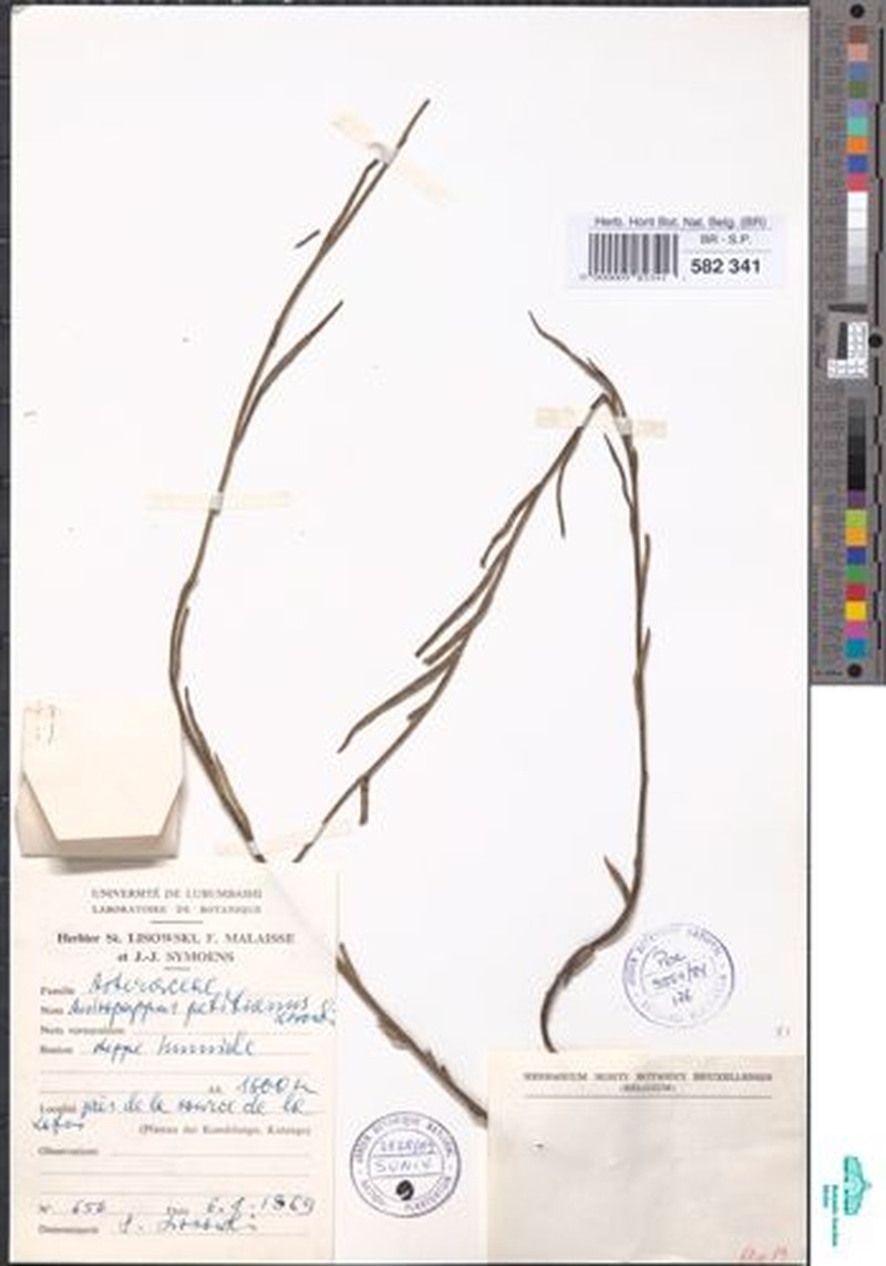 Anisopappus petitianus photo 3