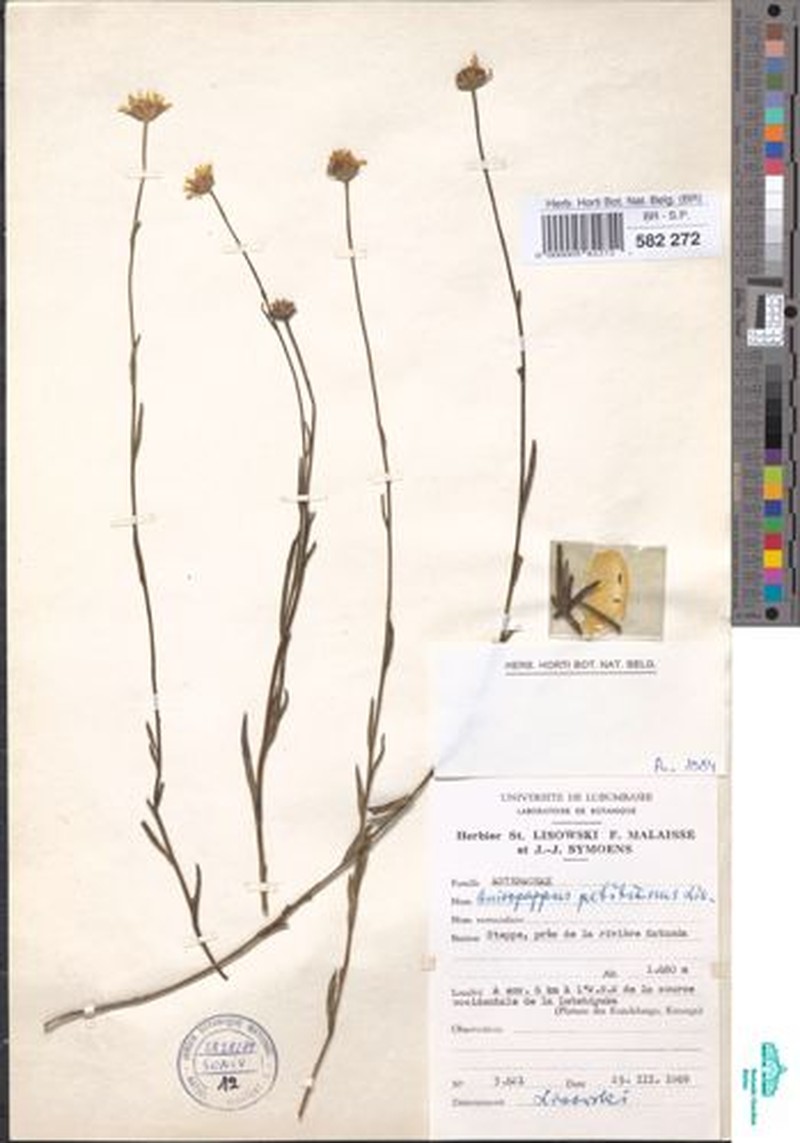 Anisopappus petitianus photo 4