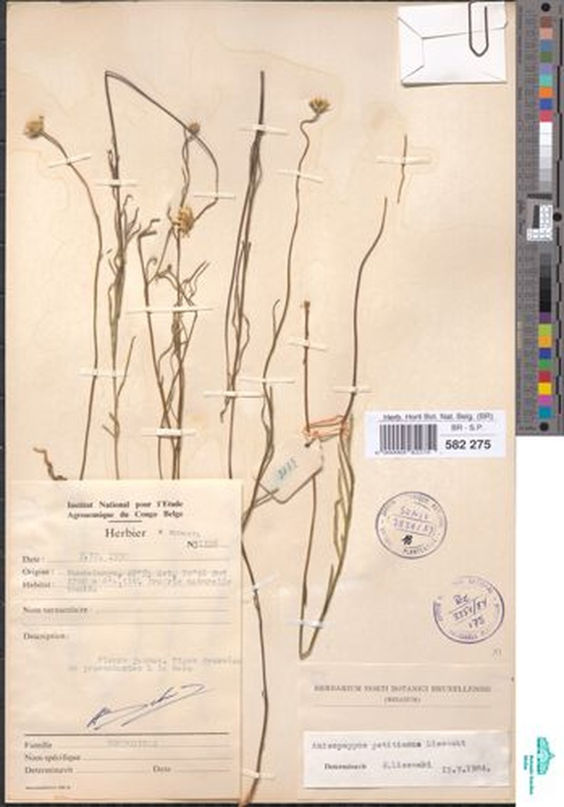 Anisopappus petitianus photo 5