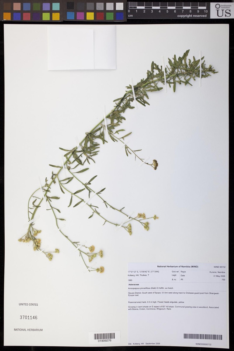 Anisopappus pinnatifidus