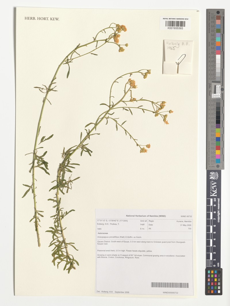 Anisopappus pinnatifidus photo 2