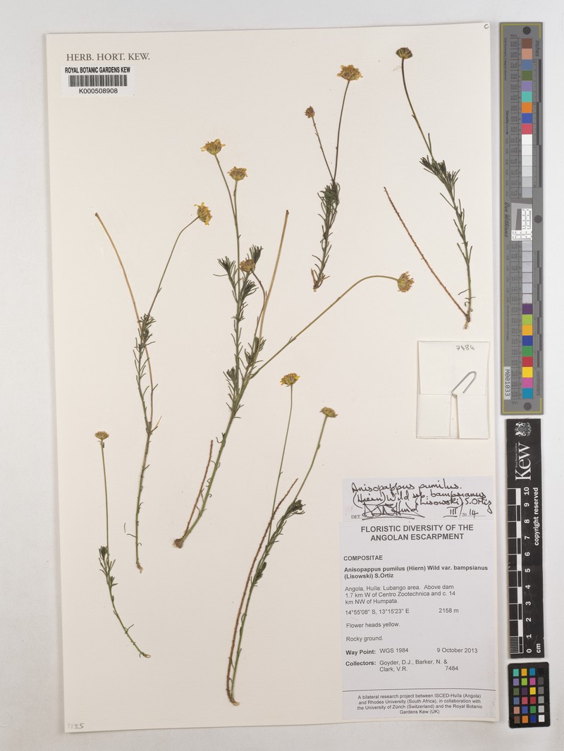 Anisopappus pumilus