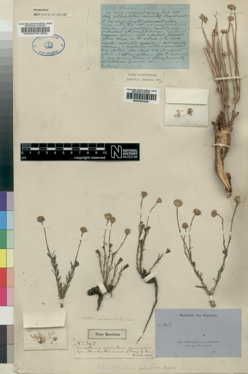 Anisopappus pumilus photo 2