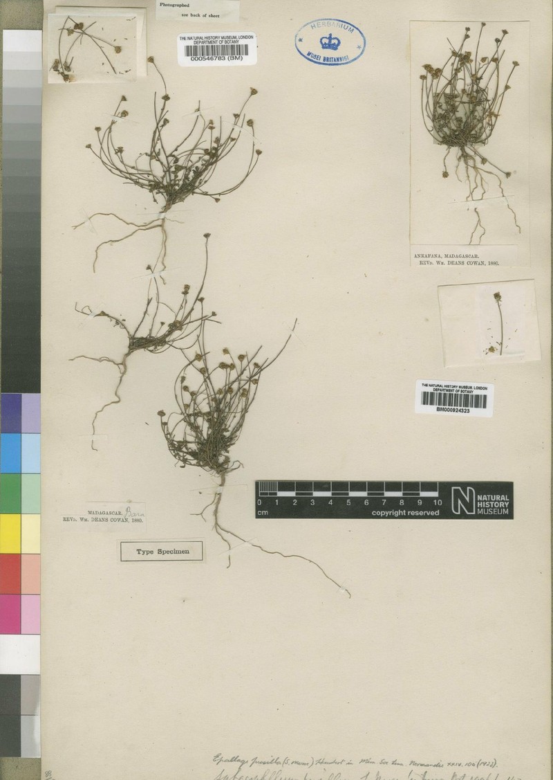 Anisopappus pumilus photo 3