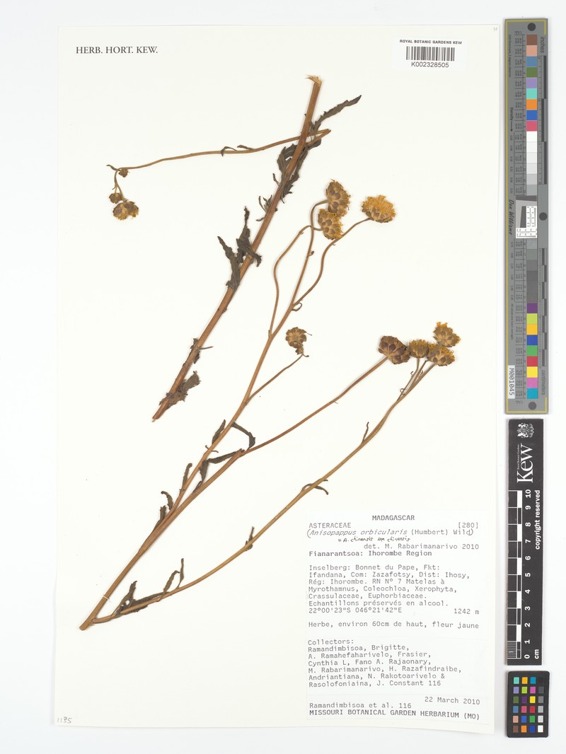 Anisopappus rogersii