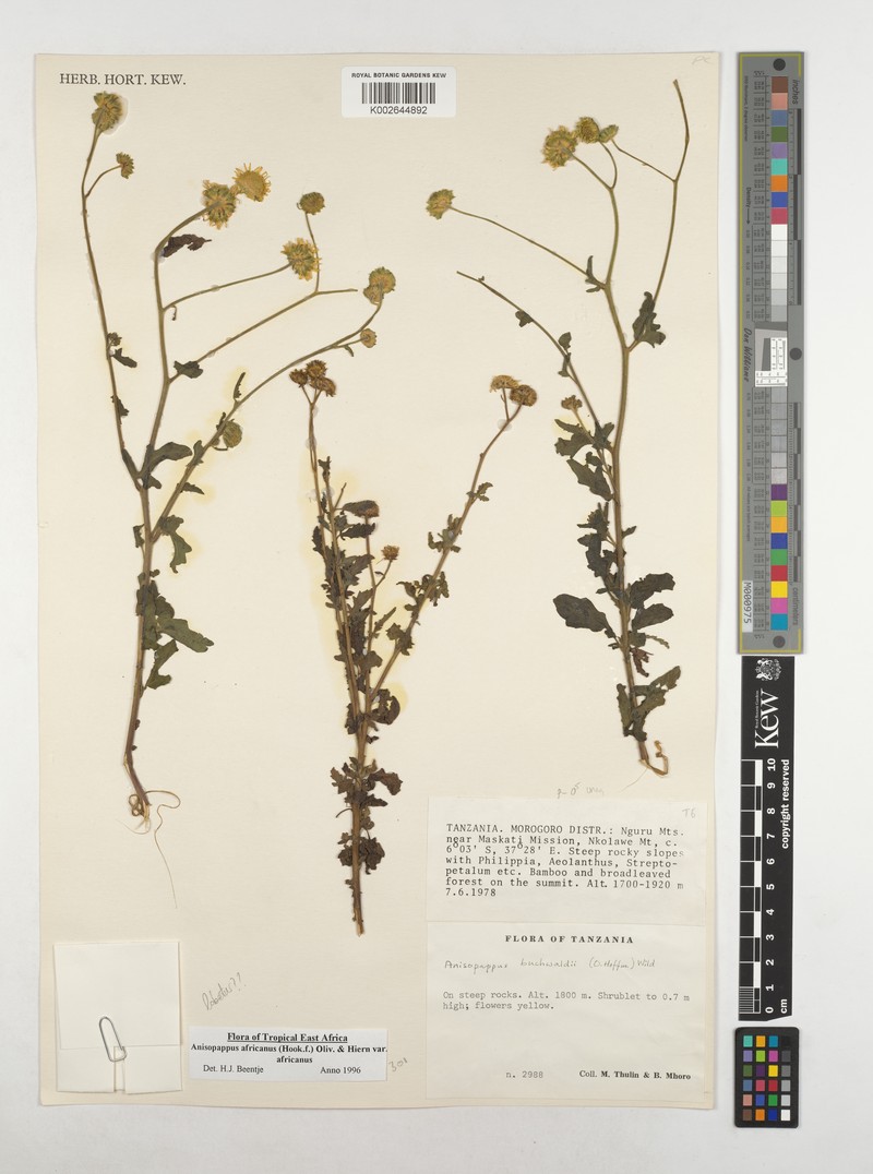 Anisopappus rogersii photo 2
