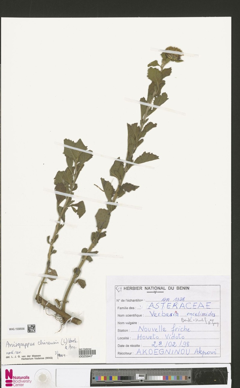 Anisopappus rogersii subsp. lobatus photo 2