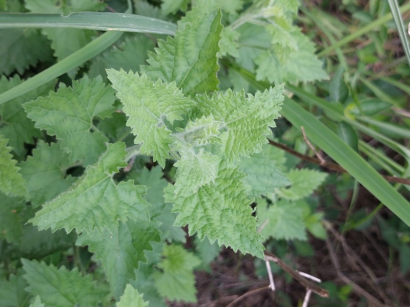 Anisopappus schinzii