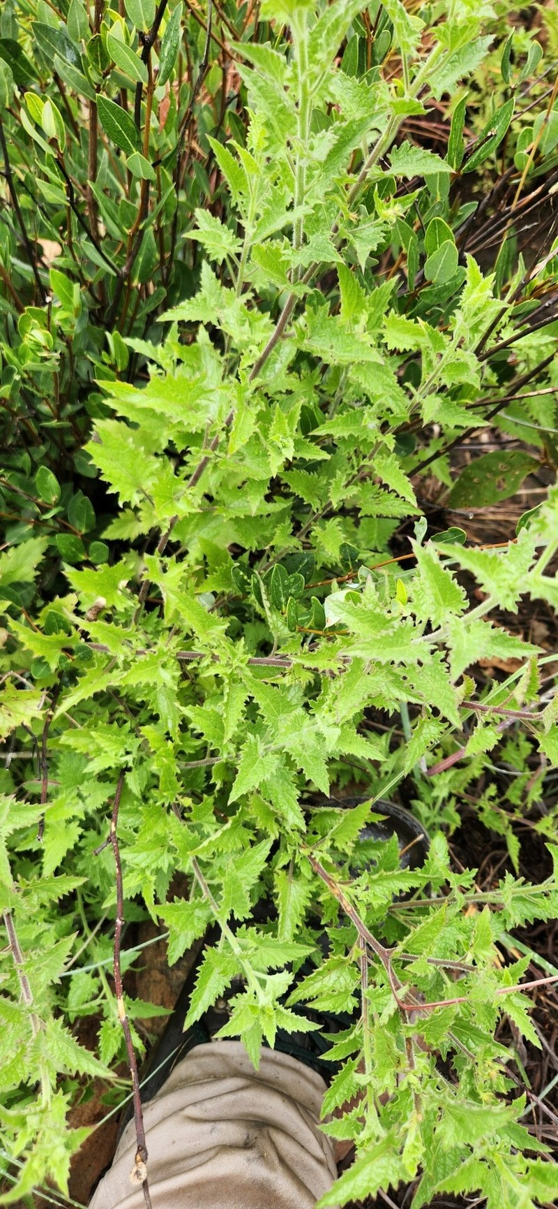 Anisopappus schinzii photo 2