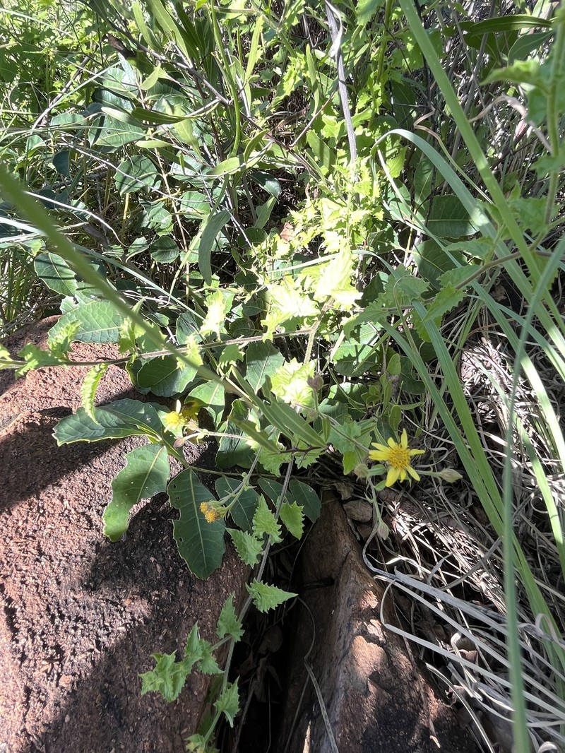 Anisopappus schinzii photo 3